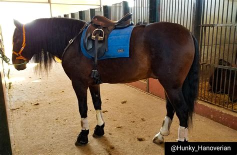 Riding Spanish Horses in the Spanish Countryside - Hunky Hanoverian