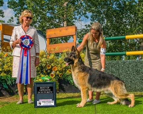 Edale German Shepherds