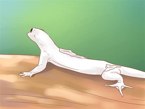 How to Care for a House Gecko: 11 Steps (with Pictures) - wikiHow