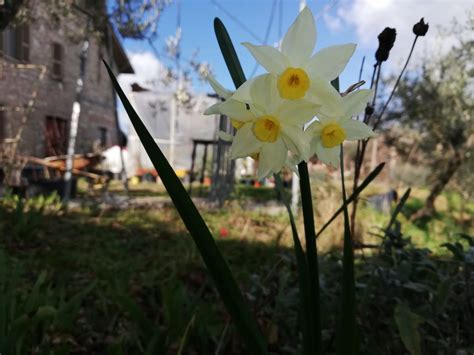 Narciso Come Coltivare Questo Splendido Fiore Nel Vostro Giardino