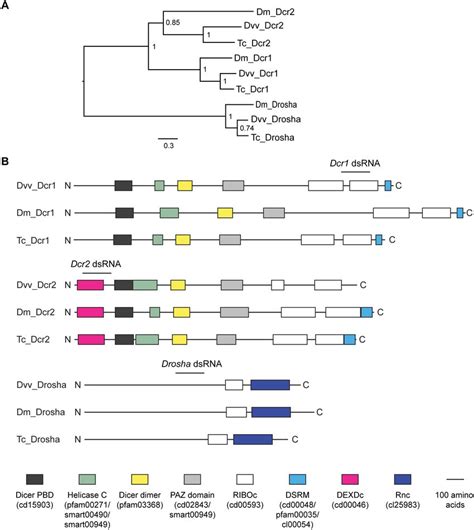 Phylogenetic Tree And Domain Structure Of Dicer And Drosha Proteins Of