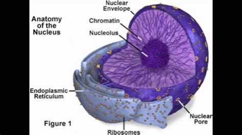 Nucleus Nucleolus Nuclear Membrane Youtube