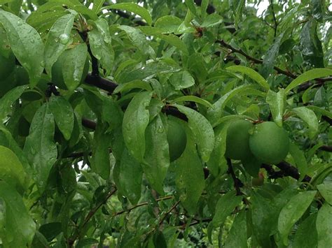 Chickasaw Plum Inventory - General Fruit Growing - Growing Fruit