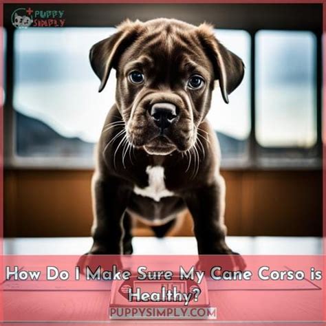 Cane Corso Growth Chart: Puppy Weight & Height Guide - 2023