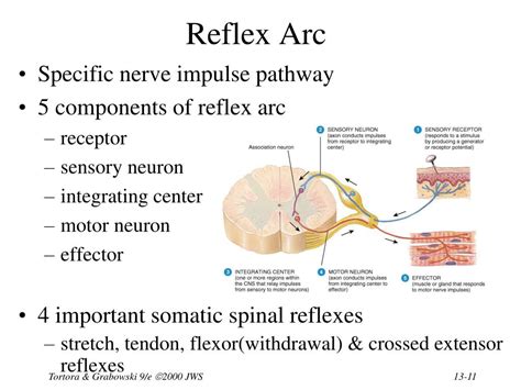 Ppt Chapter The Spinal Cord Spinal Nerves Powerpoint