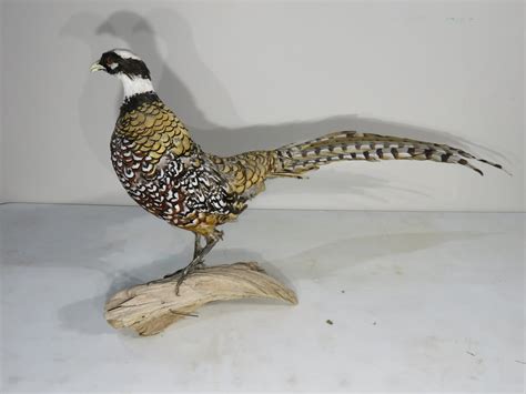 Reeves Pheasant Taxidermy Bird For Sale T Re Mounts For Sale