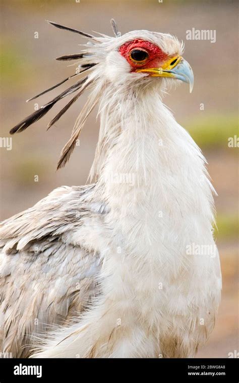 Portrait Of Secretary Bird Sagittarius Serpentarius Ngorongoro