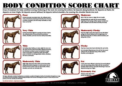 Body Condition Score Chart | Horse judging | Pinterest | Astuces