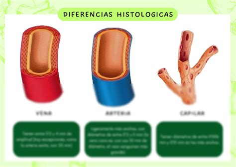 Solution Diferencias Histológicas En Arterias Venas Y Capilares