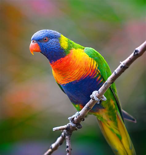 Rainbow Lorikeet Birds Wiki Fandom Powered By Wikia