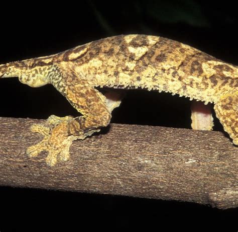 Madagaskar 23 Jahre Nach Fund Entpuppt Gecko Sich Als Neue Art WELT