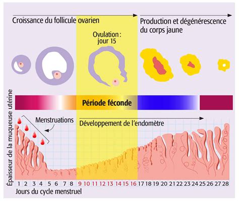 Comment Calculer Le Cycle Ovarien Qu Bec Science