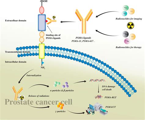 Frontiers Current Role Of Prostate Specific Membrane Antigen Based