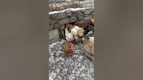 випуск курей на вільний вигул - YouTube
