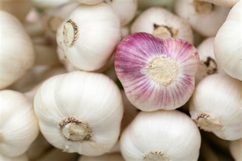 Here S How To Grow Garlic At Home Easily Gardening Sun