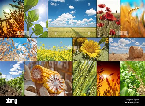 Collage With Pictures About Agriculture Stock Photo Alamy