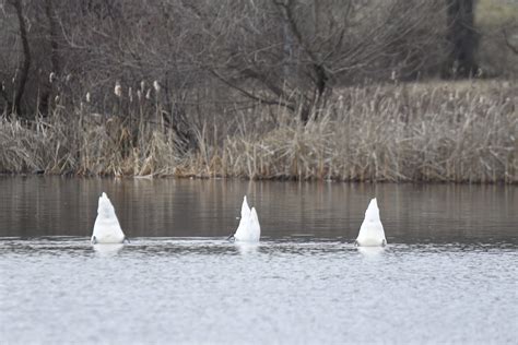 Second Annual (2023) Hartford Audubon “Big January” Photo contest