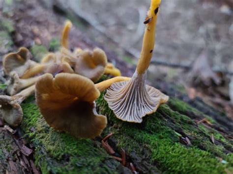 Yellowfoot Chanterelle Foraged