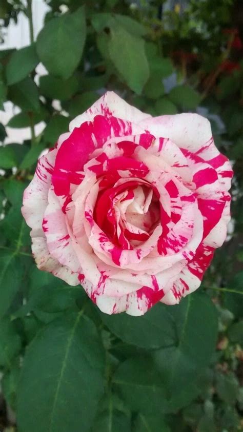 Pin By Sivaji Raju On Rose Hybrid Tea Roses Pansies Flowers Rose Seeds