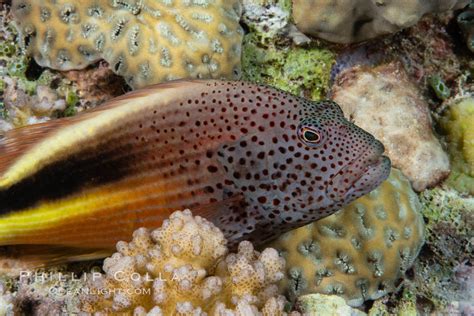 Blackside Hawkfish On Hard Coral Paracirrhites Forsteri Fiji