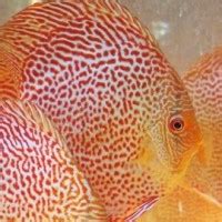 Gold Red Spotted Snake Skin Discus Discus Symphysodon Sp Tank Facts