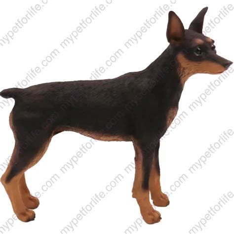 Miniature Pinscher Blacktan Figurine Wood Cremation Urn Wphoto Holder