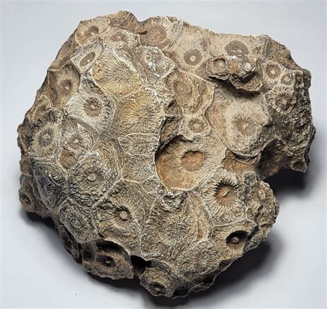 Rugose Coral Fossil Specimen Actinocyathus From Morocco 485 Grams Etsy