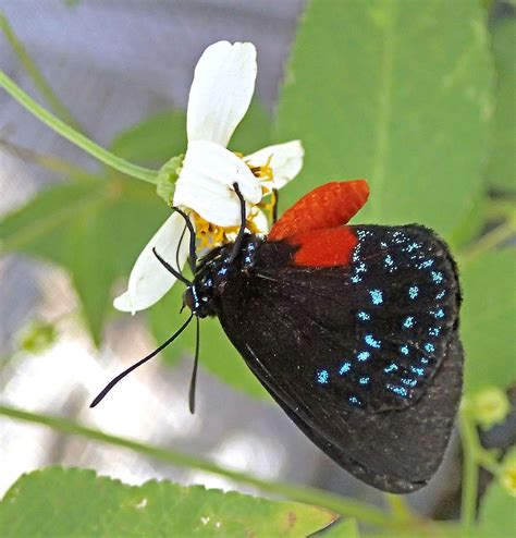 10 Unique Butterfly Species That Can Be Found In America Worldatlas