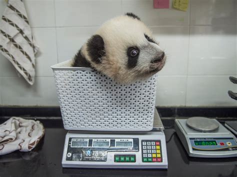 Baby Giant Pandas