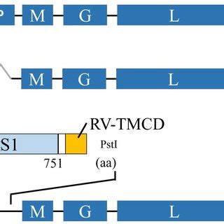 Schematic Illustration Of Recombinant Rv Genome Constructs Used In This