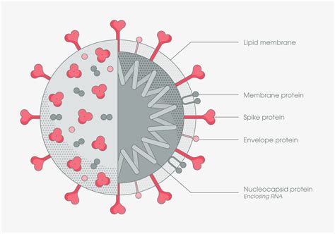 Sars Cov Cell Entry Structural Functional Mechanism Abcam