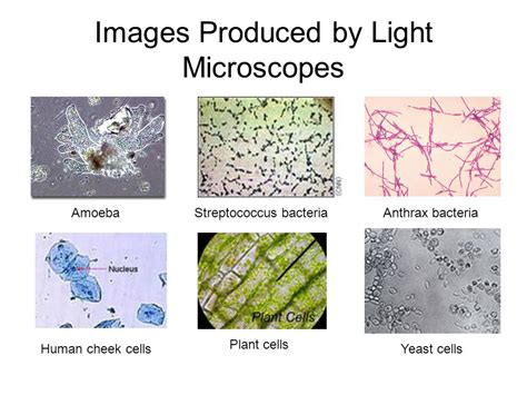 Bacterial Cell Light Microscope