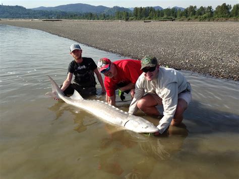 Sturgeon fishing Incredibleness! - Silversides Fishing Adventures