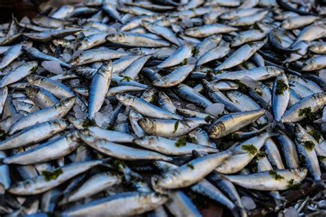 Arti Mimpi Dapat Ikan Banyak Siapa Tahu Menjadi Pertanda Baik