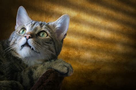 Djur Katt Däggdjur Gratis foto på Pixabay Pixabay