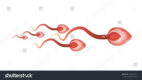 One Sperm Human Semen White Background Vector De Stock Libre De