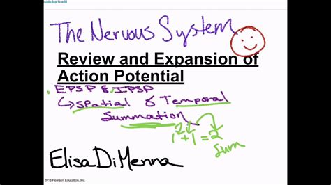 Api The Nervous System Epsp And Ipsp Graded Potentials Spatial And