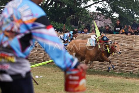 LOMBA KARAPAN SAPI PIALA PRESIDEN ANTARA Foto