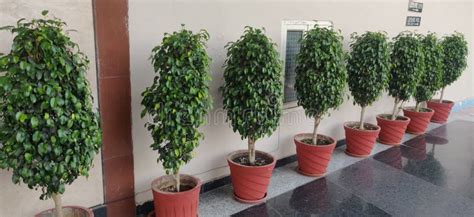Potted Plants Along the Pathway in a Small Pot. Stock Photo - Image of ...
