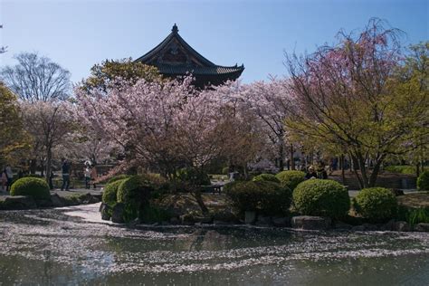 Kyoto Cherry Blossom Spots - Best Views