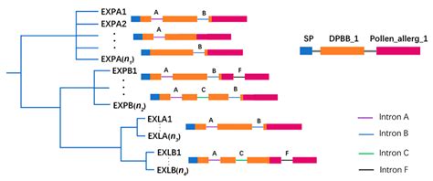 Ijms Free Full Text Complex Molecular Evolution And Expression Of