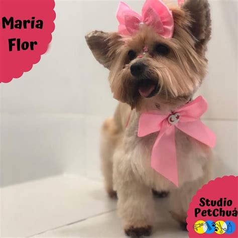 Nossa cliente Maria flor fez hoje uma tosa de schnauzer que lembra uma ...
