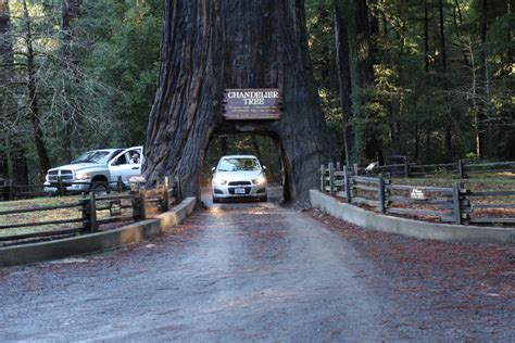 World Famous Chandelier Tree | California Curiosities