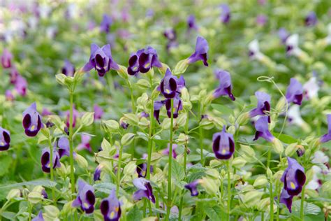 Details Imagen Flores Moradas De Campo Abzlocal Mx