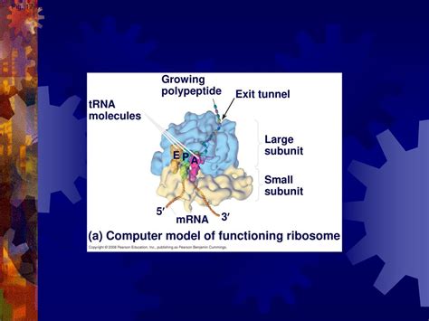 Dna Transcription And Translation Ppt Download