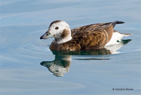 Northern Lights Photography: Long-tailed Duck - Havelle