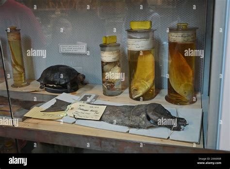 Specimens Collected By Charles Darwin On Hms Beagle Yellow Topped Are