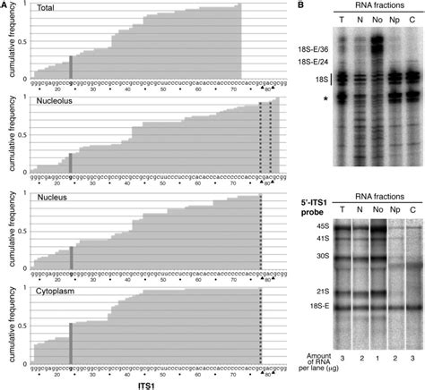 Intracellular Distribution Of The Different Forms Of 18s E Pre Rrna