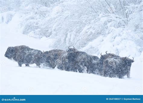 European Bison Bison Bonasus The Bieszczady Mountains Carpathians