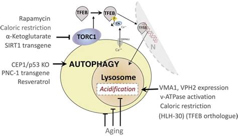 aging lysosome  essential catalyst  late onset